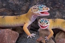 The breeding season usually lasts from january to september. Adorable Leopard Geckos Page 354