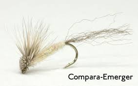 Image result for Lijndenia sp. cf barteri