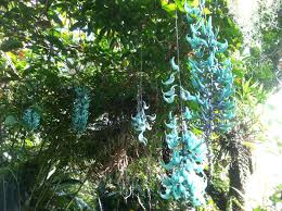 Image result for Strongylodon macrobotrys