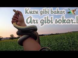 Yilanlardan Korunma Teknikleri Ve Bilinmeyenler Youtube