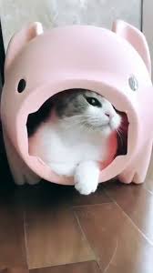 Lisa Instagram Story Update