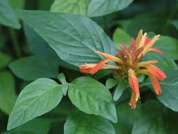 Image result for Justicia stachytarphetoides