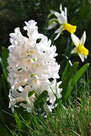 Wife Mother Gardener Hyacinth And Daffodil Combination Daffodils White Gardens Beautiful Flowers