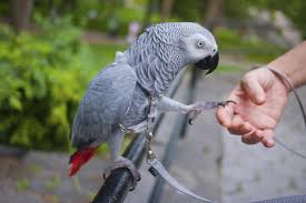Search more high quality free transparent png images on pngkey.com and share it with your friends. African Grey Parrots Egg Price Archives Exotic Pars Breeder Gmbh
