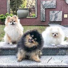 Maybe you would like to learn more about one of these? S Saturdayiminlove Boo Boo Ein Fantastischer Hund Boo Der Schonsten Hund Boo Der Ein Beautiful Dogs Most Beautiful Dogs World Cutest Dog