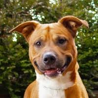 We have two locations, one in evansville, indiana and one in chrisney, indiana. Vanderburgh Humane Society Linkedin