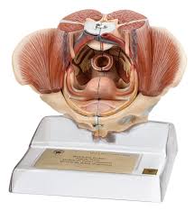 It's about 2 finger widths wider and 2 finger widths shorter than a male pelvis. Female Pelvis With Detachable Pelvic Floor Muscles 12 Part Erler Zimmer Science Education Anatomical Models