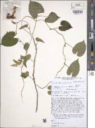 Image result for Ipomoea plebeia