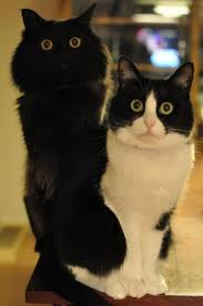 Amazing Eyes 21st September 2018 Cats Crazy Cats Beautiful Cats