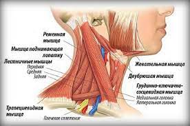 priyom razmyagchenie grudino klyuchichno soscevidnoj myshcy obsuzhdenie na liveinternet rossijskij s neck muscle anatomy sternocleidomastoid muscle muscle anatomy