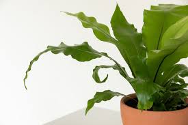 Image result for Asplenium aethiopicum