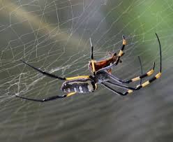 Professional bed bug pest control. Pest Control Frankston Call 0488 841 687 Get Effective Treatment Now