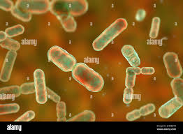 Image result for Bacteroidaceae