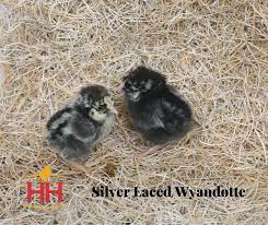 As everyone knows we have four standard (laced) colours: Hoover S Hatchery