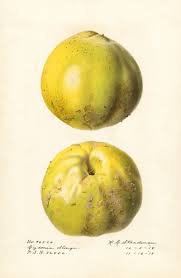 Image result for Cydonia