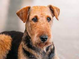 ~~all sugar grove airedales are akc registered. Airedale Terrier Price Temperament Life Span