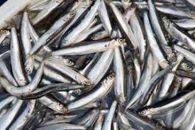 Berikut merupakan ikan yang diperlu dielakkan dari memakannya. 10 Jenis Ikan Laut Di Indonesia Yang Paling Sering Untuk Konsumsi