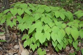 Those who commute to work or take road trips regularly, especially over long distances, may have come across toll plazas where you pay to cross over into another region. Epimedium Yin Yang Huo Medicinetraditions Medicine Traditions