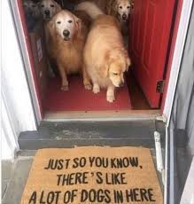 This might be borderline funny animal memes clean enough for kids… i swan one too! 40 Funny Memes Clean Very Funny Animal Memes In 2020 Funny Animal Memes Funny Animals Cute Animals