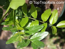 Image result for Bolusanthus