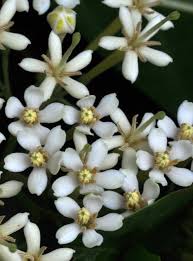 Image result for Tarenna