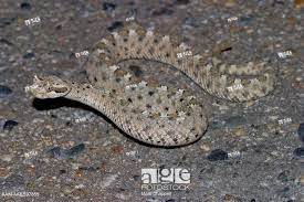 Baby Sidewinder Rattlesnake Crotalus Cerastes California Stock Photo Picture And Rights Managed Image Pic Aam Aaes Baby Snakes Rattlesnake Stock Pictures