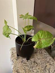 This plant is malva assurgentiflora, an endangered plant found in california. Help What Kind Of Plant Is This And What Type Of Care Does It Require I Am Trying To Get Into Indoor Gardening But Have Had This One For A Bit And