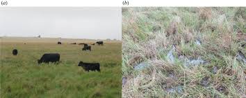 Image result for Pycreus macranthus