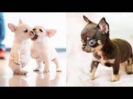 baby dogs cute and funny dog videos compilation 38 aww animals youtube baby dogs funny dog videos funny dogs
