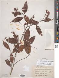 Image result for Rhabdophyllum arnoldianum