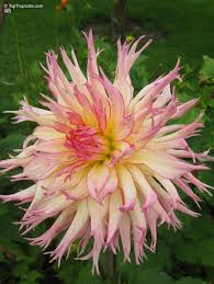 Image result for Dahlia sp. (cultivar)