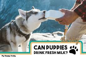 Can Puppies Drink Fresh Milk The Puppy Milk Guide My Happy Husky