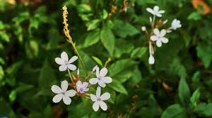 Image result for Plumbago zeylanica