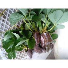 Kebun cantik produk yang ada di setok selalu tersedia pesan hari ini segera dikirim dari gudang asal bibit okulasi iklim tumbuh optimal dataran rendah sampai dataran tinggi kebutuhan sinar matahari sepanjang hari masa produktif berbuah dalam 1 2 tahun ukuran pot minimal diameter lebih dari 60cm media tanam tanah dan humus penyiraman sehari 1x ukuran. Jual Bibit Strawberry Jumbo California Bandung Terbaru Juli 2021 Blibli