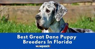 Rumble / dogs & puppies — max and katie the great danes loved chilling out in the pool. Top 5 Best Great Dane Breeders In Florida Fl State 2021 Wowpooch