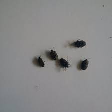 Check spelling or type a new query. Pesan Misterius Si Lembing Hitam Bisot Notes