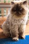 Fluffy Grumpy Cat Breed - Grumpy Cat