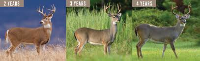 Antler Size And Determining A Deers Age Mossy Oak