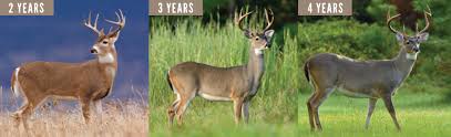 antler size and determining a deers age mossy oak