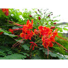 Image result for Caesalpinia rostrata
