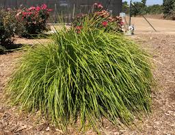 Image result for Motandra