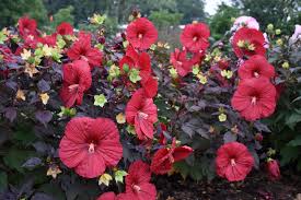 I have never seen one that had to be cut back to rejuvenate it. 5 Tips For Growing Summerific Hibiscus Proven Winners