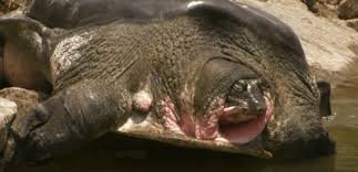 Que faire d'une tortue morte. Une Insemination Ratee Compromet Gravement La Survie De La Tortue Du Yangzi Jiang