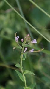 Image result for Cleome monophylla