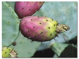 Cactus are starting to gain popularity, and it's no wonder! Prickly Pear Cactus Desertusa