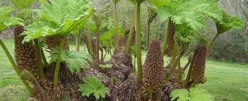 Rhubarb is easy to grow in cool climates and is a perennial. Gunnera Species Brazilian Gunnera Dinosaur Food Giant Gunnera Giant Rhubarb Gunnera Manicata