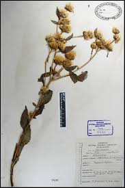 Image result for Vernonia anthelmintica