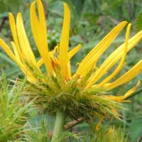 Image result for Berkheya spekeana