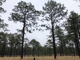 The palmetto state is, fittingly, home to the carolina palmetto.a palmetto palm, the carolina palmetto invokes images of the bahamas, subtropical gulf coast, and turks and caicos islands, but it is also native to the southeastern united states. The Longleaf Pine Was Nearly Wiped Out 100 Years Ago Can Southern Landowners Help It Make A Comeback Southerly