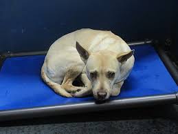 Adorable goofy miniature dachshund puppies. Henderson Nc Labrador Retriever Meet Buttercup A Dog For Adoption Labrador Retriever Labrador Retriever Mix Dog Adoption